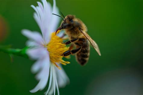 Honey Bee - Energinen blues-rytmitytys yhdistettynä herttaiseen vokalismiin